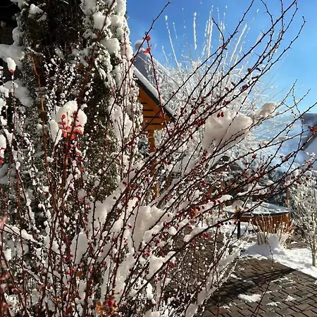 краса карпат *